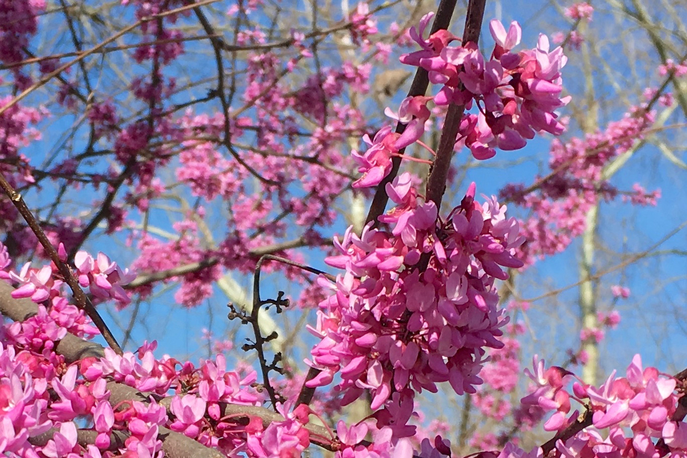 An eastern redbud in full bloom in Prince Edward County, Virginia, representing the great natural beauty of Southside Virginia that conservation easements can help to preserve