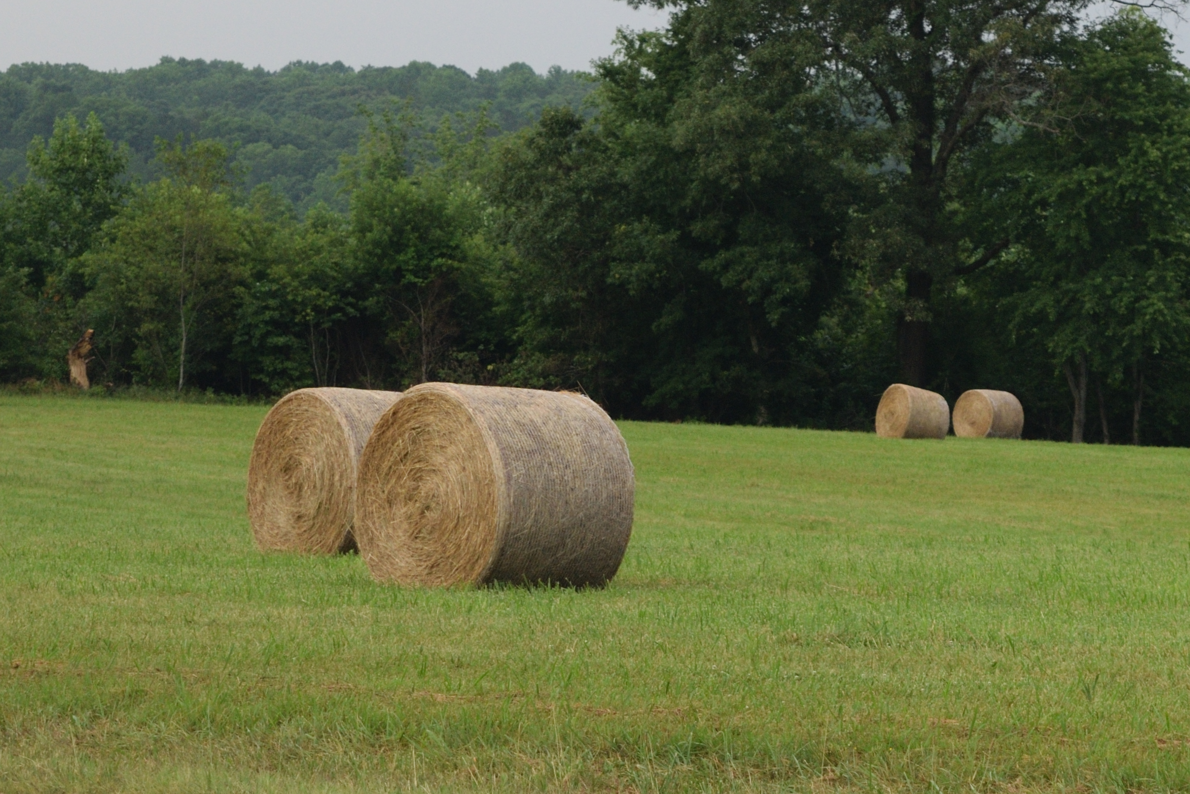 Farmland in Nottoway County, Virginia that could be protected by a conservation easement