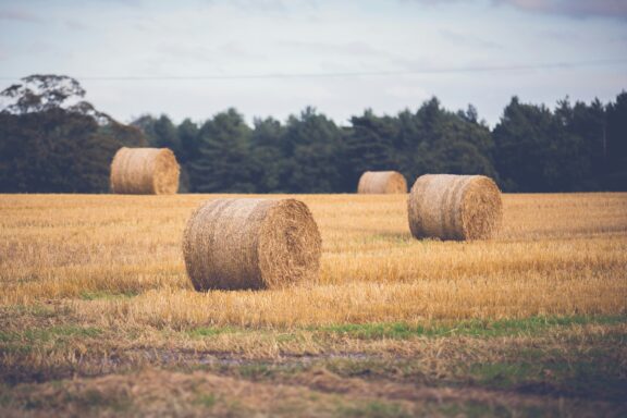 Farmland in Nottoway County, Virginia